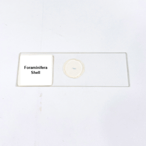 Foraminifera Shell