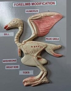 Fore Limbs Modification