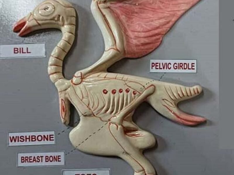 Fore Limbs Modification