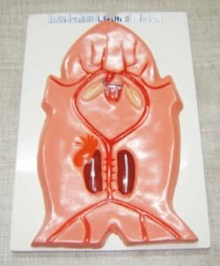 Frog Arterial System