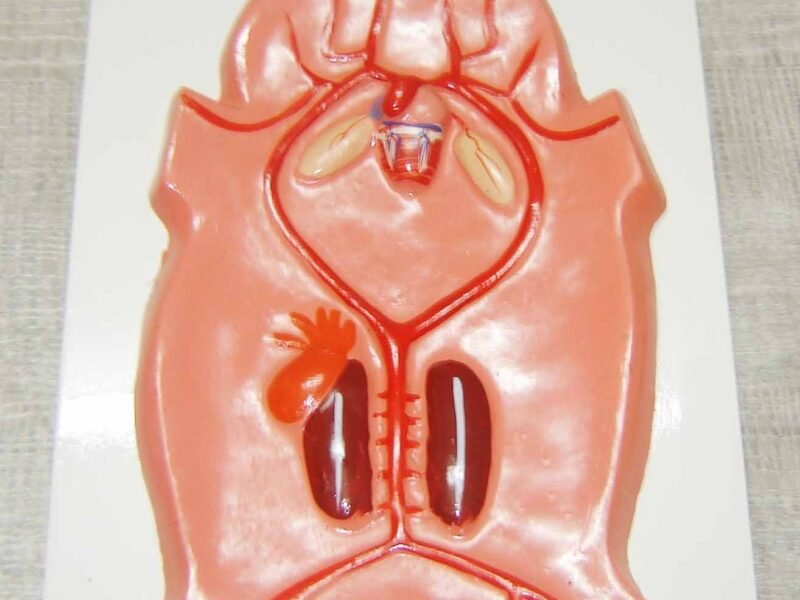 Frog Arterial System
