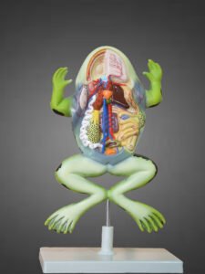 Frog Dissection
