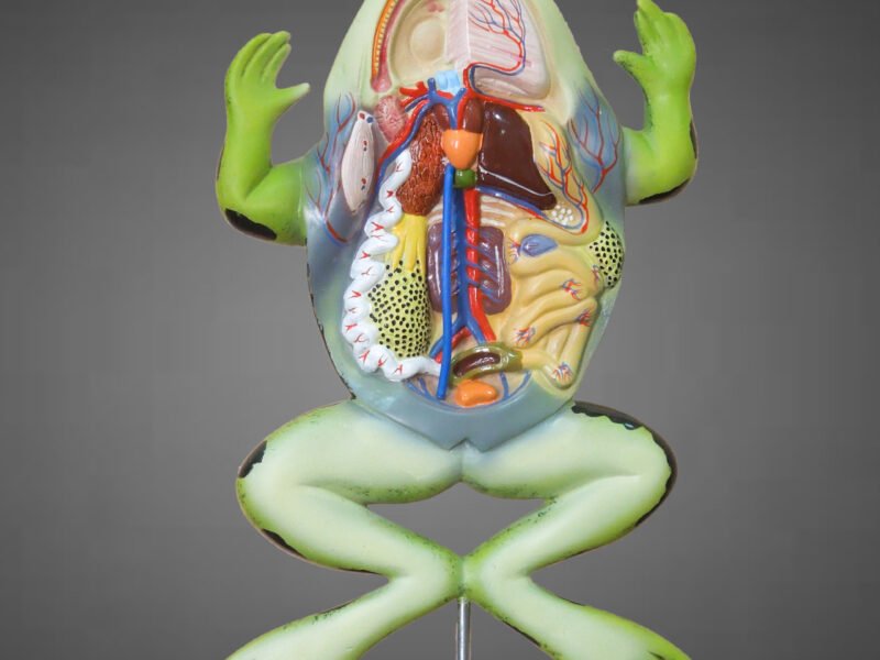 Frog Dissection