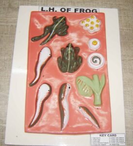 Frog LH