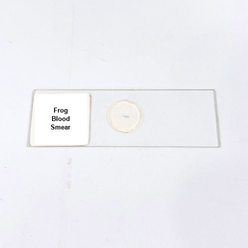 Frog Blood Smear