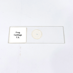 Frog Cartilage T.S.