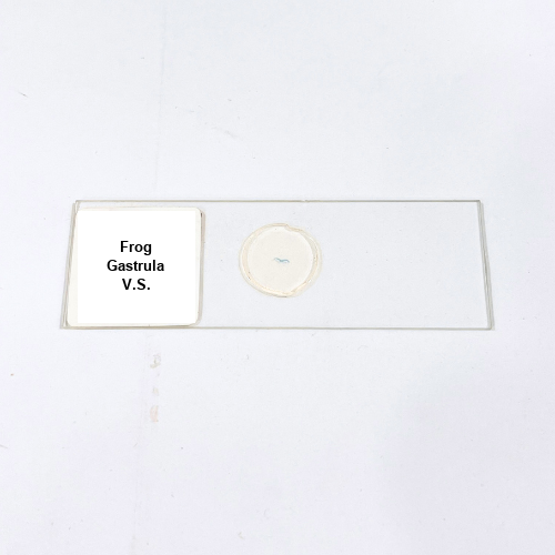 Frog Gastrula V.S.