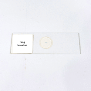 Frog Intestine
