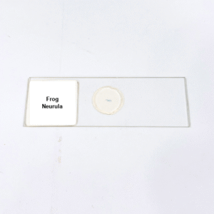 Frog Neurula
