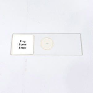 Frog Sperm Smear