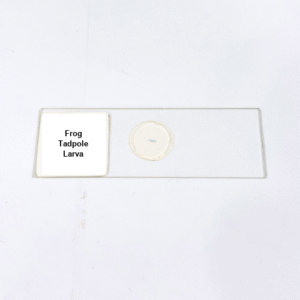 Frog Tadpole Larva