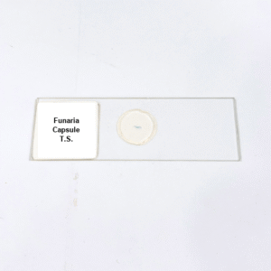 Funaria Capsule T.S.