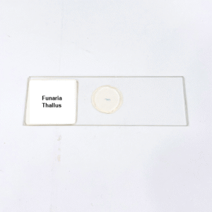 Funaria Thallus