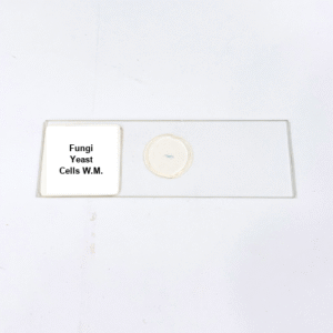 Fungi Yeast Cells W.M.