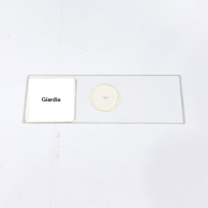 Giardia
