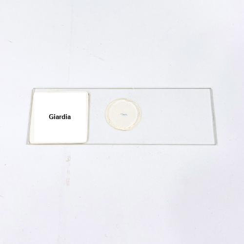 Giardia