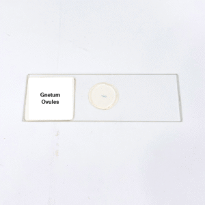 Gnetum Ovules