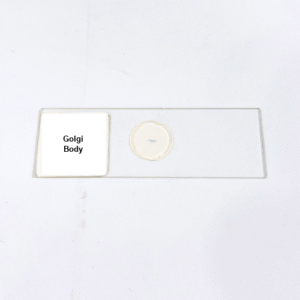 Golgi Body