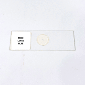 Head Louse W.M.