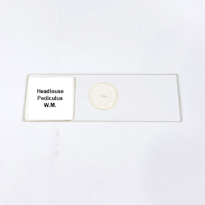 Headlouse Pediculus W.M.