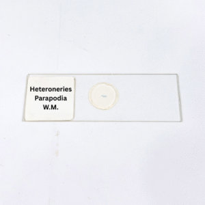 Heteroneries Parapodia W.M.