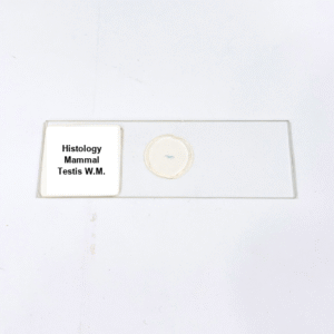 Histology Mammal Testis W.M.
