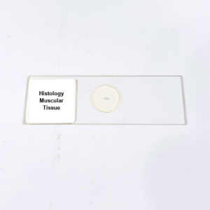 Histology Muscular Tissue