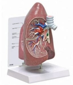Human Lung