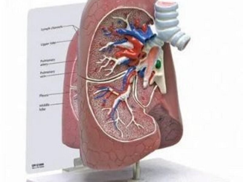 Human Lung