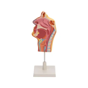 Human Nose