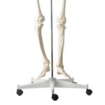 Human Skeleton Stand