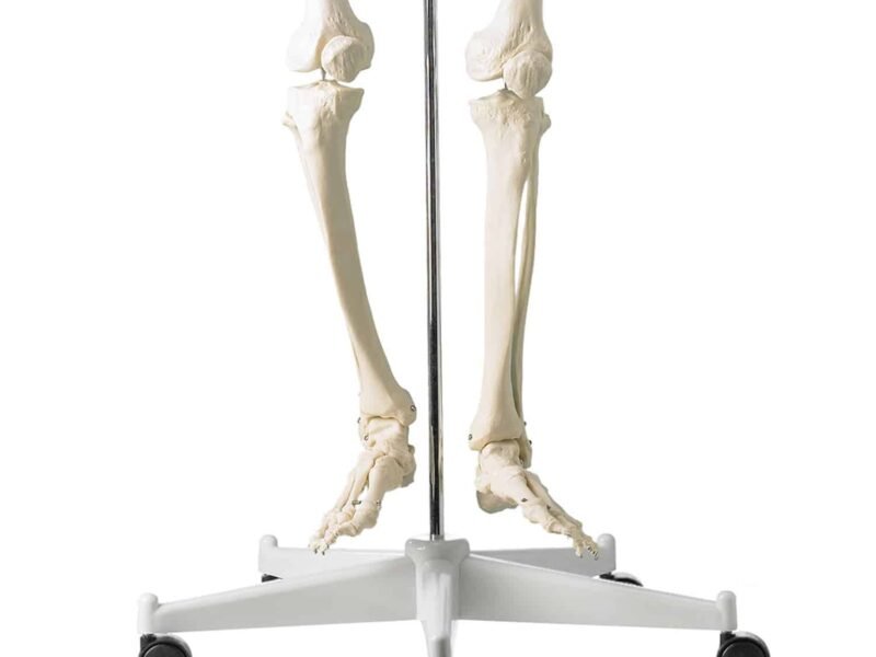 Human Skeleton Stand