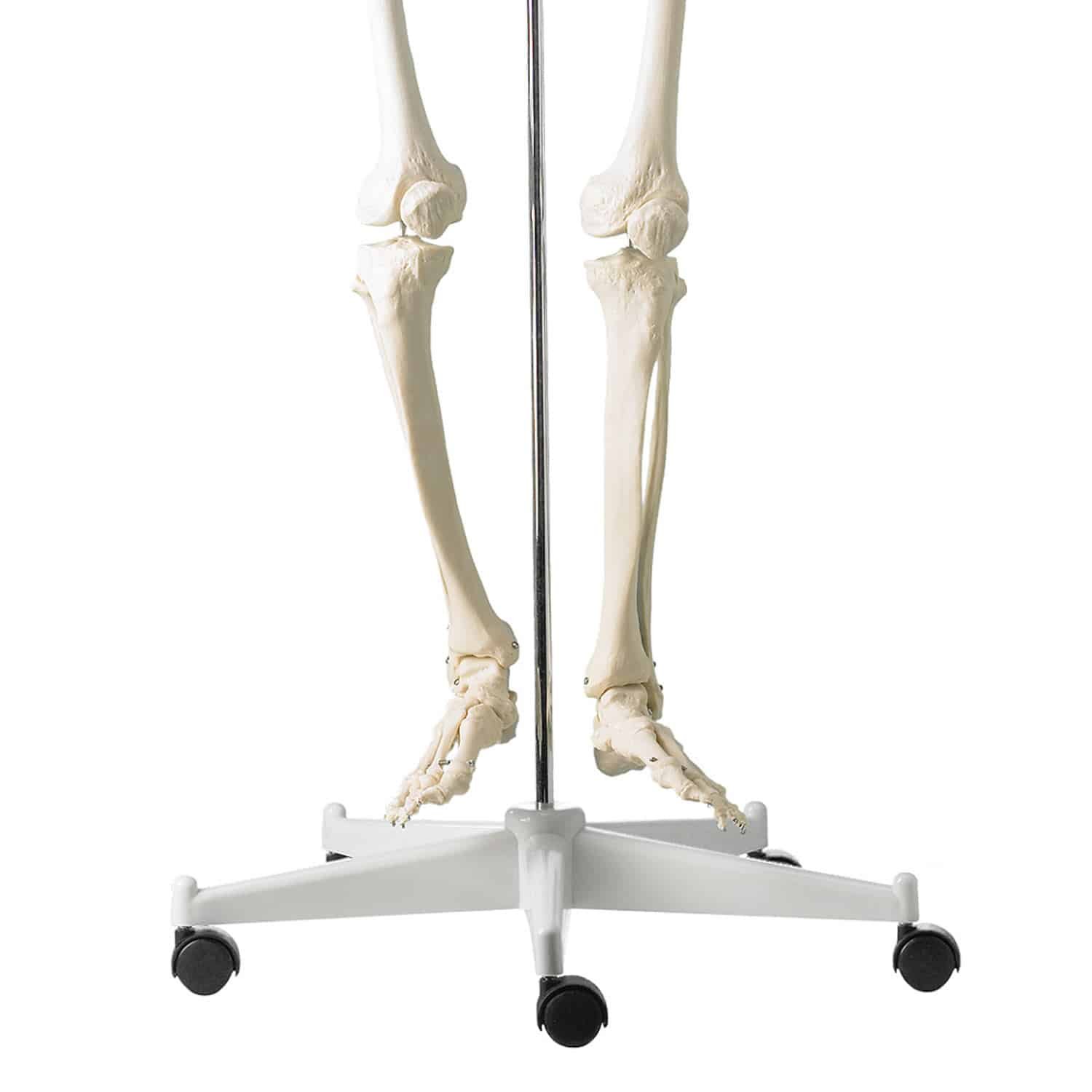 Human Skeleton Stand