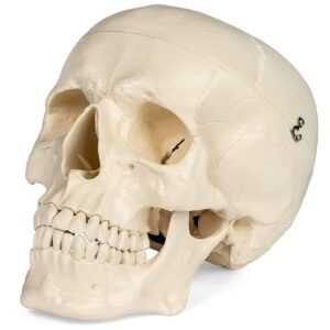 Human Skull