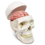 Human Skull with Brain
