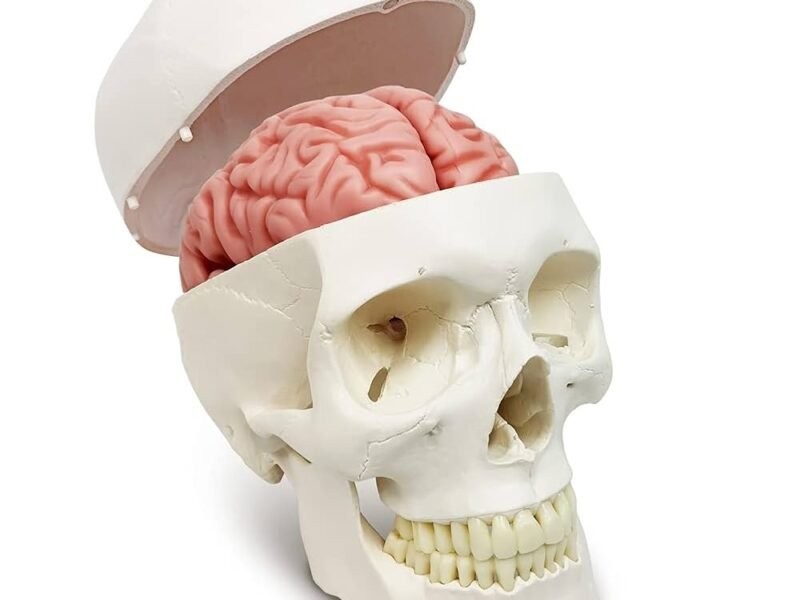 Human Skull with Brain