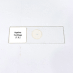 Hyaline Cartilage (T.S.)