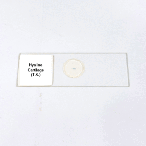 Hyaline Cartilage (T.S.)