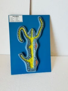Hydra LS