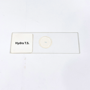 Hydra T.S.