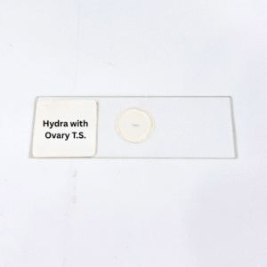 Hydra with Ovary T.S.