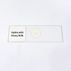 Hydra with Ovary W.M.