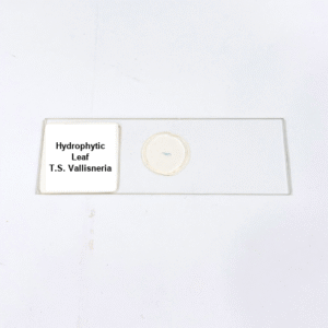 Hydrophytic Leaf T.S. Vallisneria