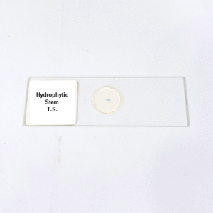 Hydrophytic Stem T.S.