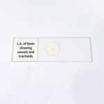 L.S. of Stem showing vessels and tracheids