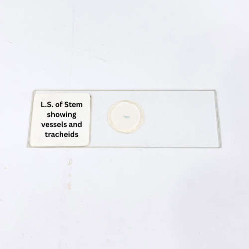 L.S. of Stem showing vessels and tracheids