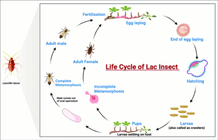 Lac Insect LH