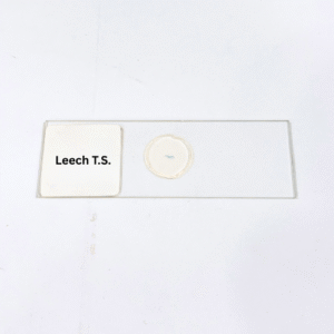 Leech T.S.