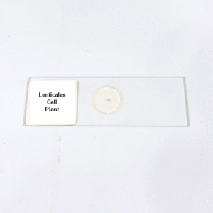 Lenticales Cell Plant