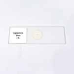 Leptadenia Stem T.S.